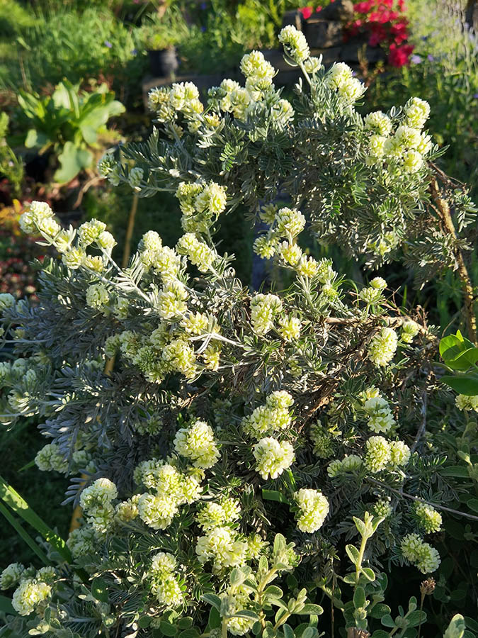 Anthyllis barba-jovis